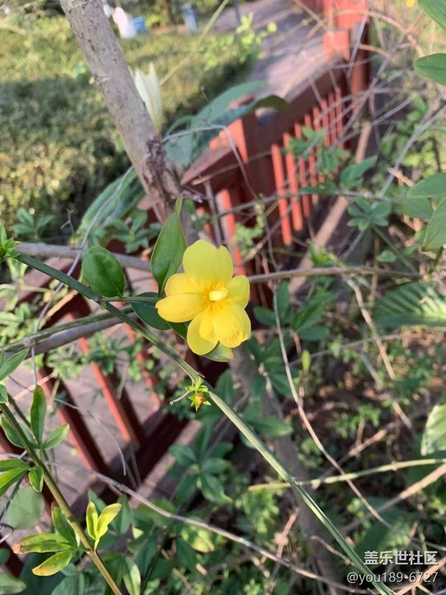 【春日寻花】午后爬山赏花