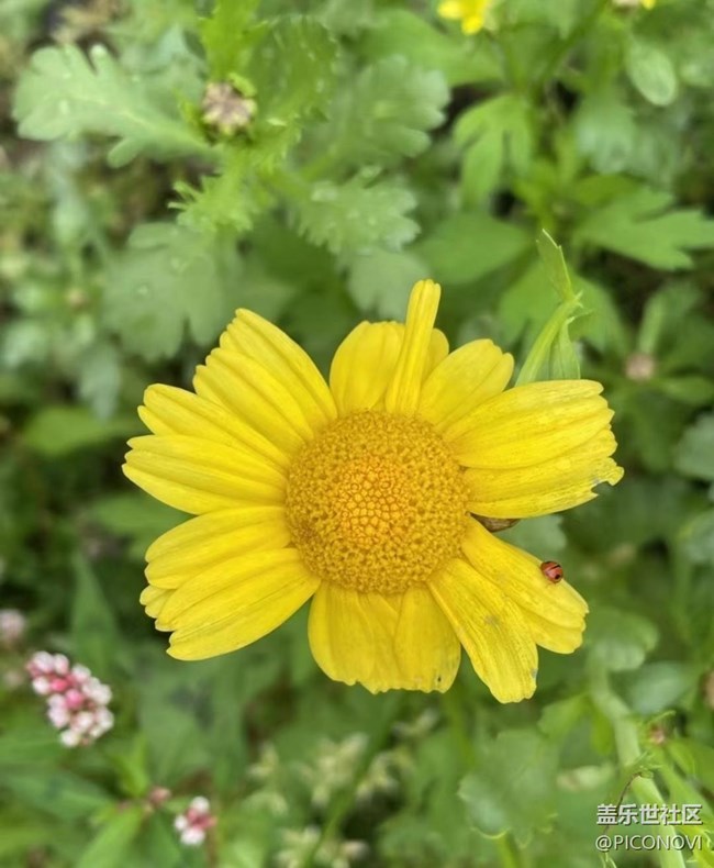 【广州的花花们】村花