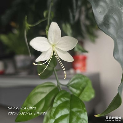只会随手拍