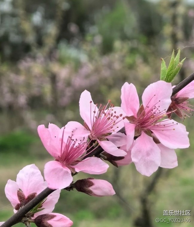 【春日寻花】花开茂盛