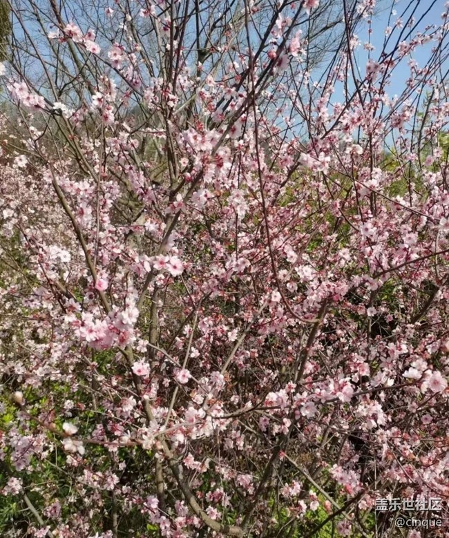 【广州的花花们】赏花