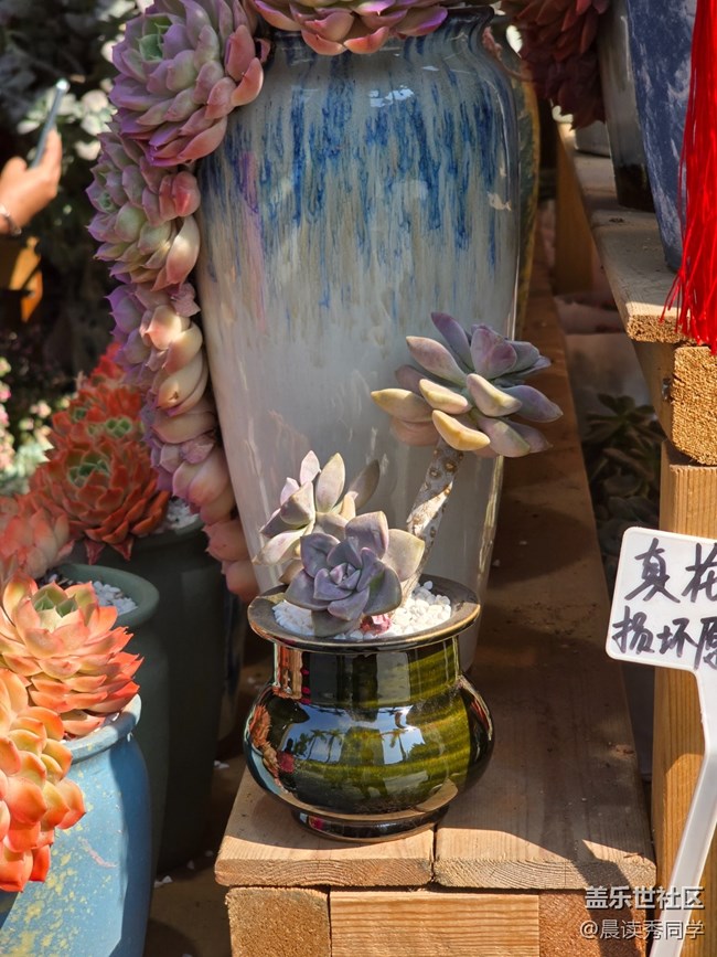 【活动回顾】3月9日荷兰花卉小镇随手拍