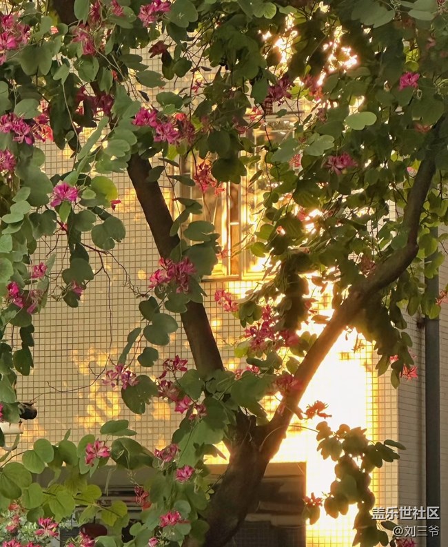 【广州的花花们】闯入现实版莫奈花园