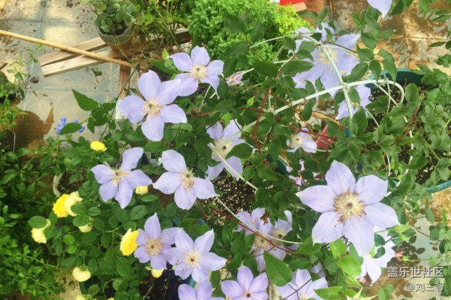 【春花浪漫】我家小院，藏着整个春天
