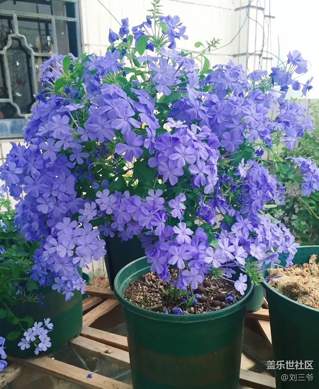 【春花浪漫】街头花韵，邂逅美好