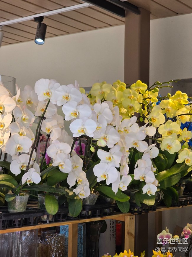 【活动回顾】3月9日荷兰花卉小镇随手拍