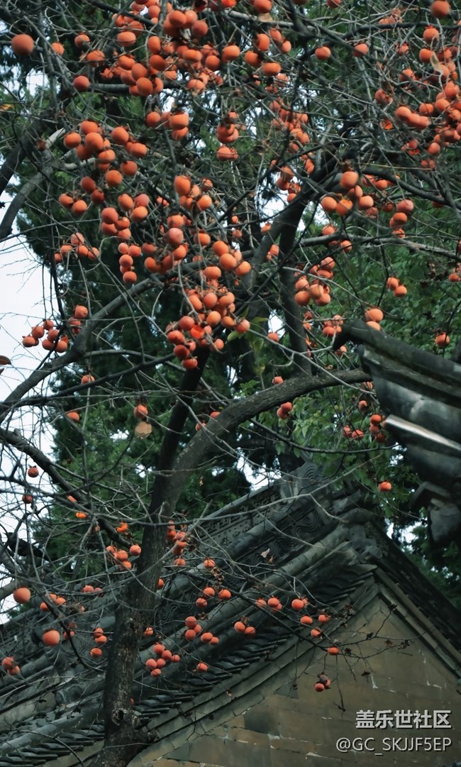 【春花浪漫】寻迹古意，邂逅时光之美