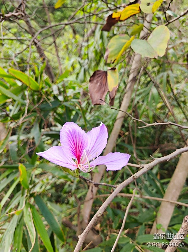 【春日寻花】暖阳初照