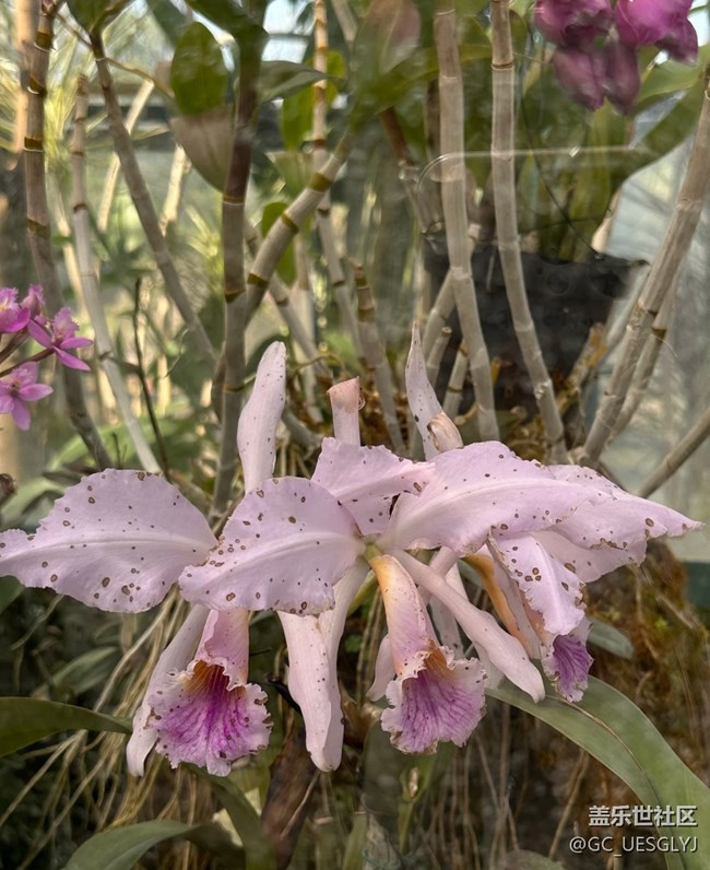 【春花浪漫】邂逅兰韵，沉醉花境
