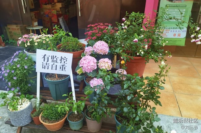 【春花浪漫】街头花韵，邂逅美好