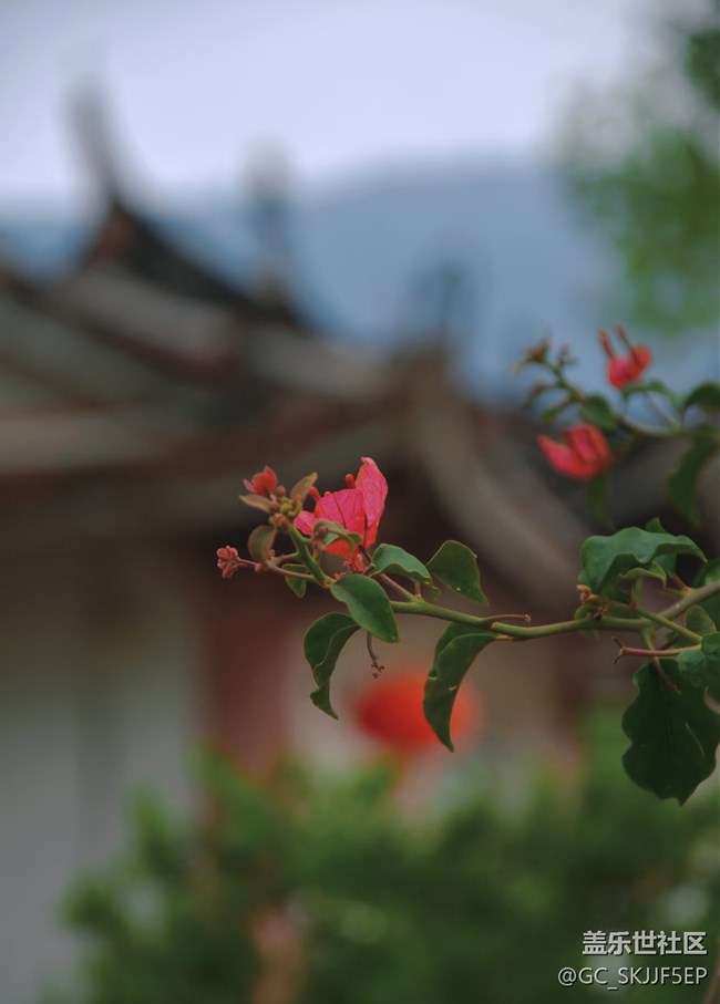 【春花浪漫】寻迹古意，邂逅时光之美