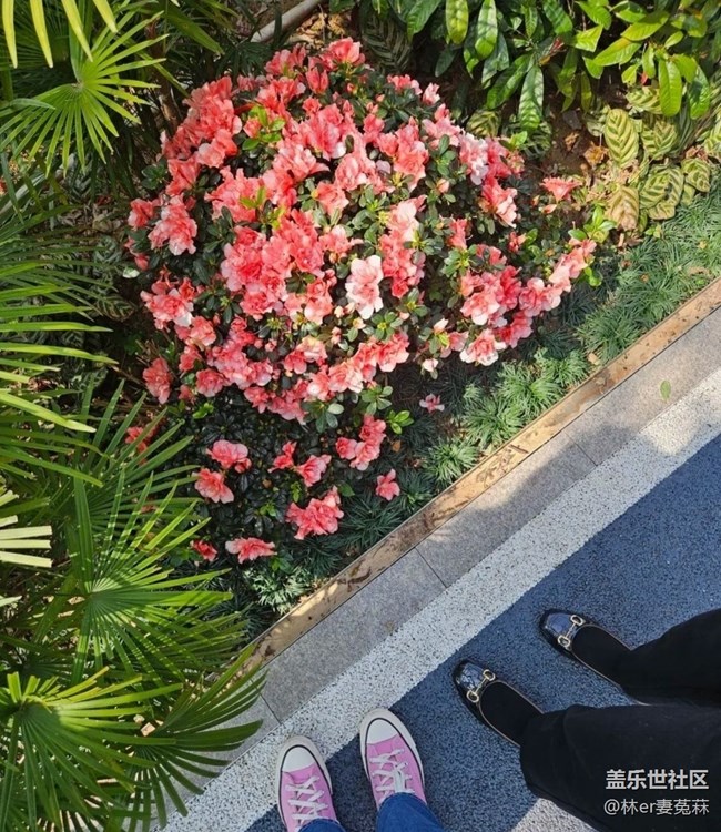 【广州的花花们】公园看花