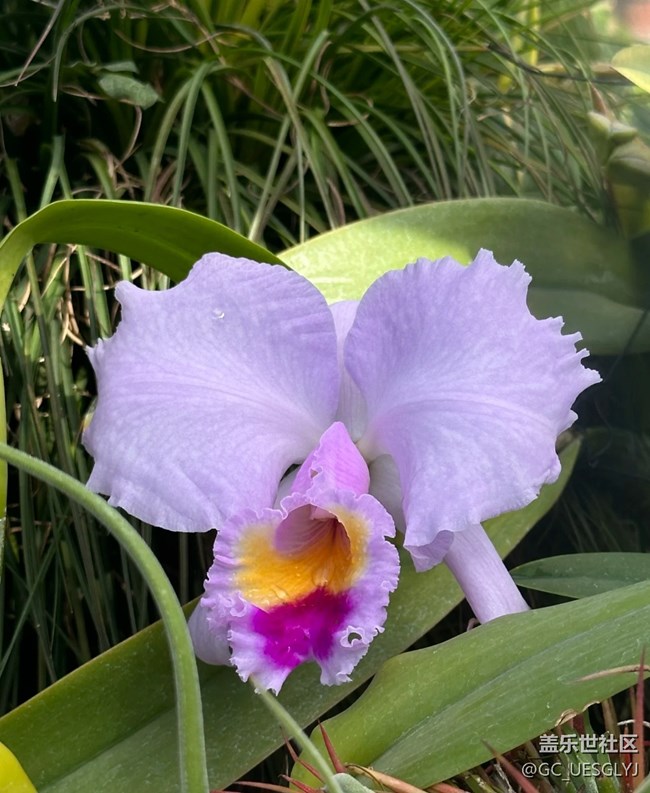 【春花浪漫】花影间的时光私语
