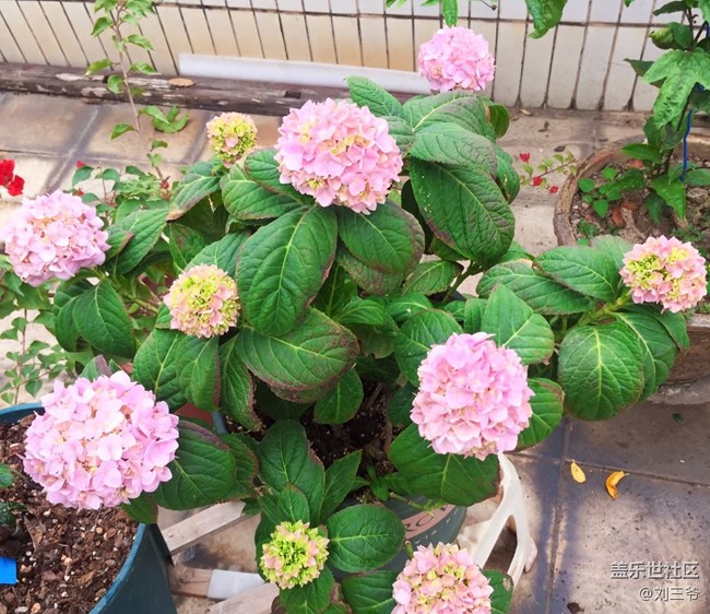 【春花浪漫】我家小院，藏着整个春天