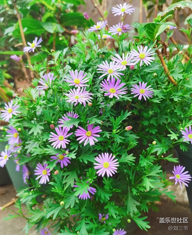 【春花浪漫】街头花韵，邂逅美好