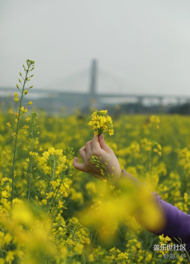 【广州的花花们】寻花之旅，邂逅春日浪漫