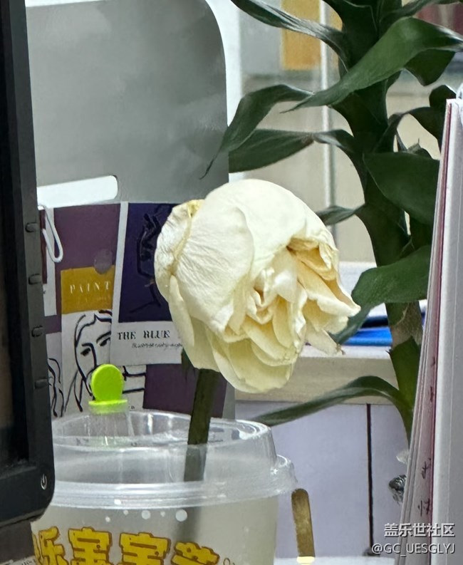 【广州的花花们】花影交织的日常诗意