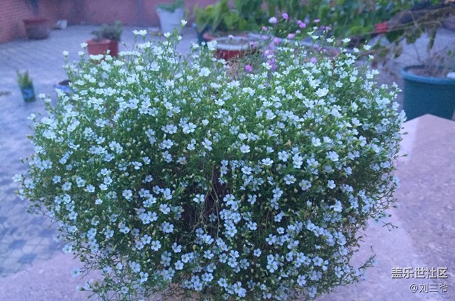 【春花浪漫】我家小院，藏着整个春天