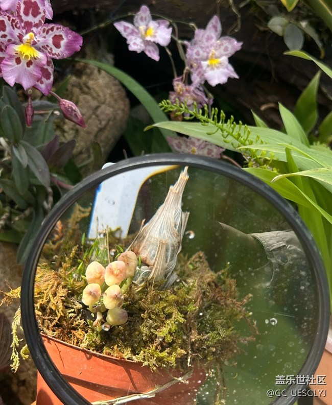 【春花浪漫】探秘兰花世界，邂逅自然之美