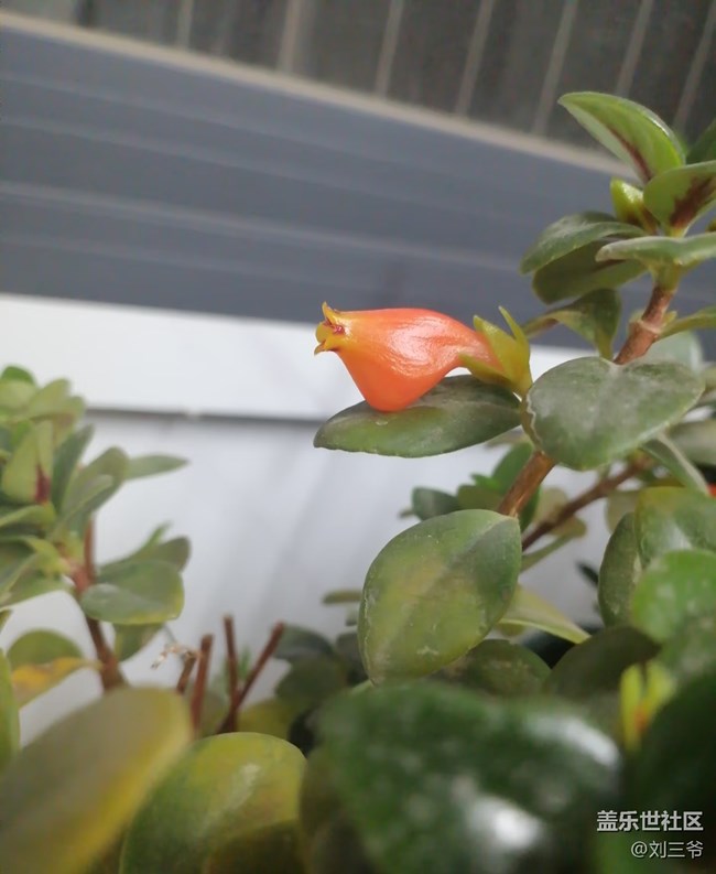 【广州的花花们】寻花之旅，邂逅春日浪漫