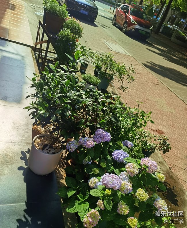 【春花浪漫】街头花韵，邂逅美好