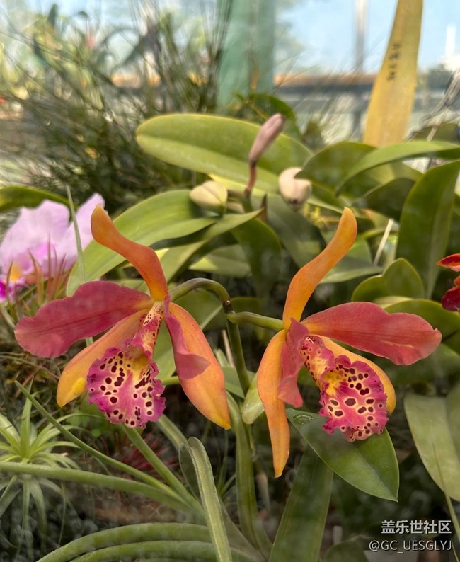 【春花浪漫】花影间的时光私语