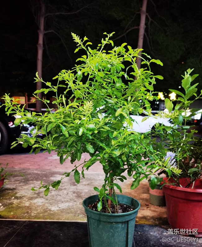 【春花浪漫】花影间的时光私语
