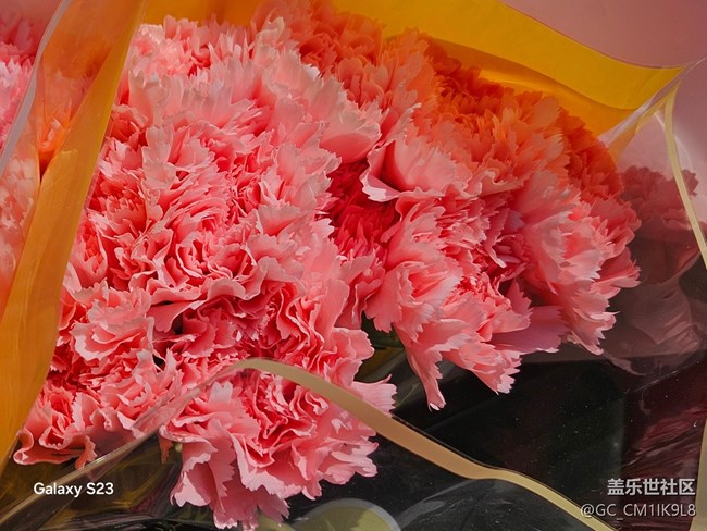 【活动回顾】花海如潮