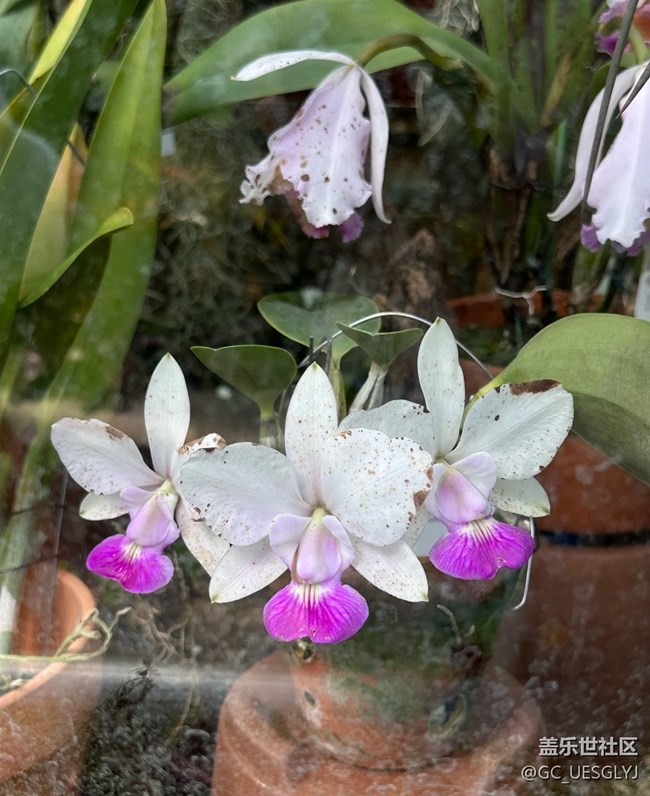 【春花浪漫】花影间的时光私语