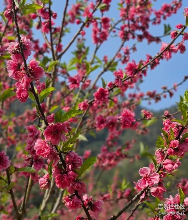 【广州的花花们】公园看花