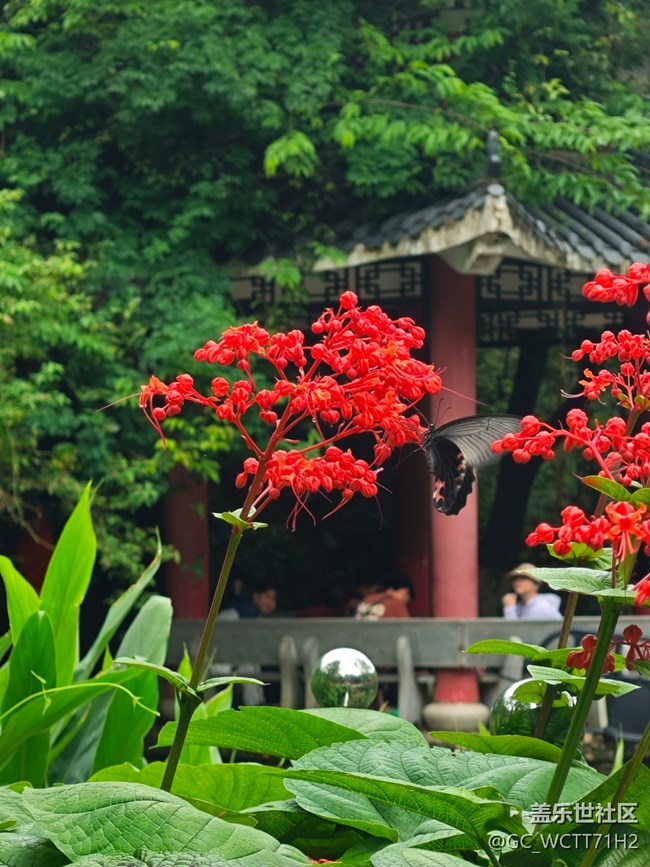 【春日寻花】清新