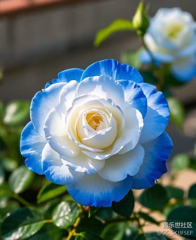 【广州的花花们】花间绮梦，共赴浪漫