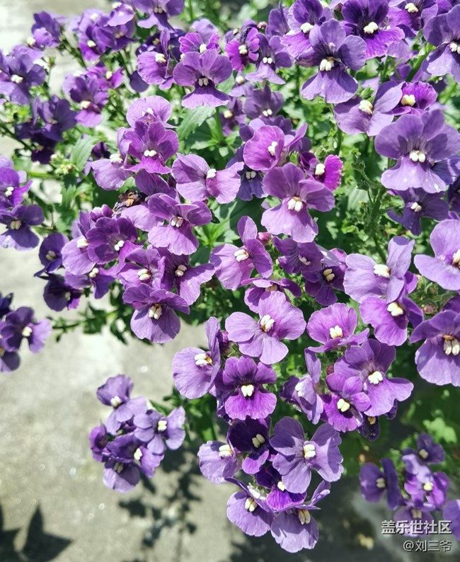 【春花浪漫】+阳台花海，藏着小确幸