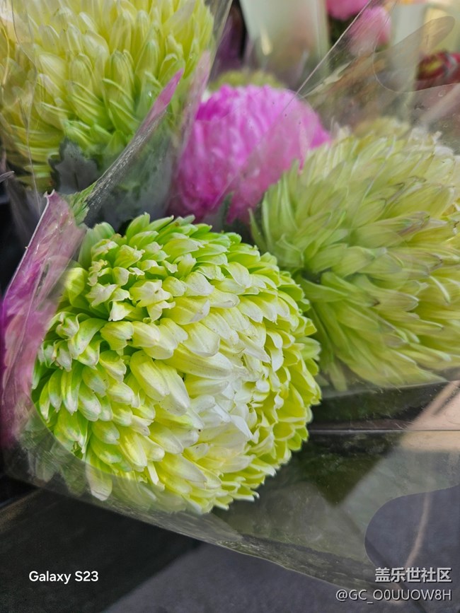 【春日寻花】城南花开