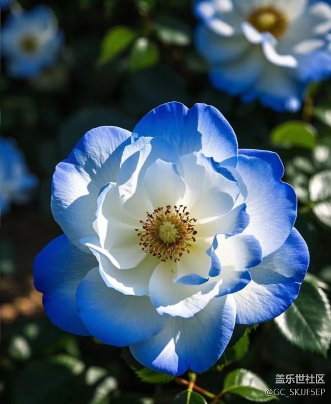 【广州的花花们】花间绮梦，共赴浪漫