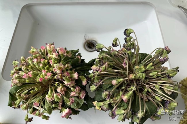 【春花浪漫】+花事日常，悲喜参半