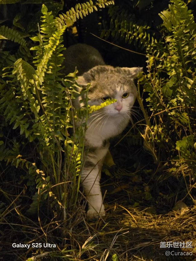 【S25系列与我的手机大不同】颜值担当