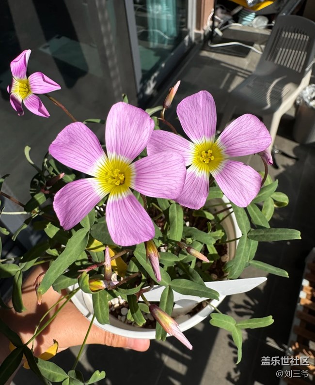 【春花浪漫】+阳台花海，藏着小确幸