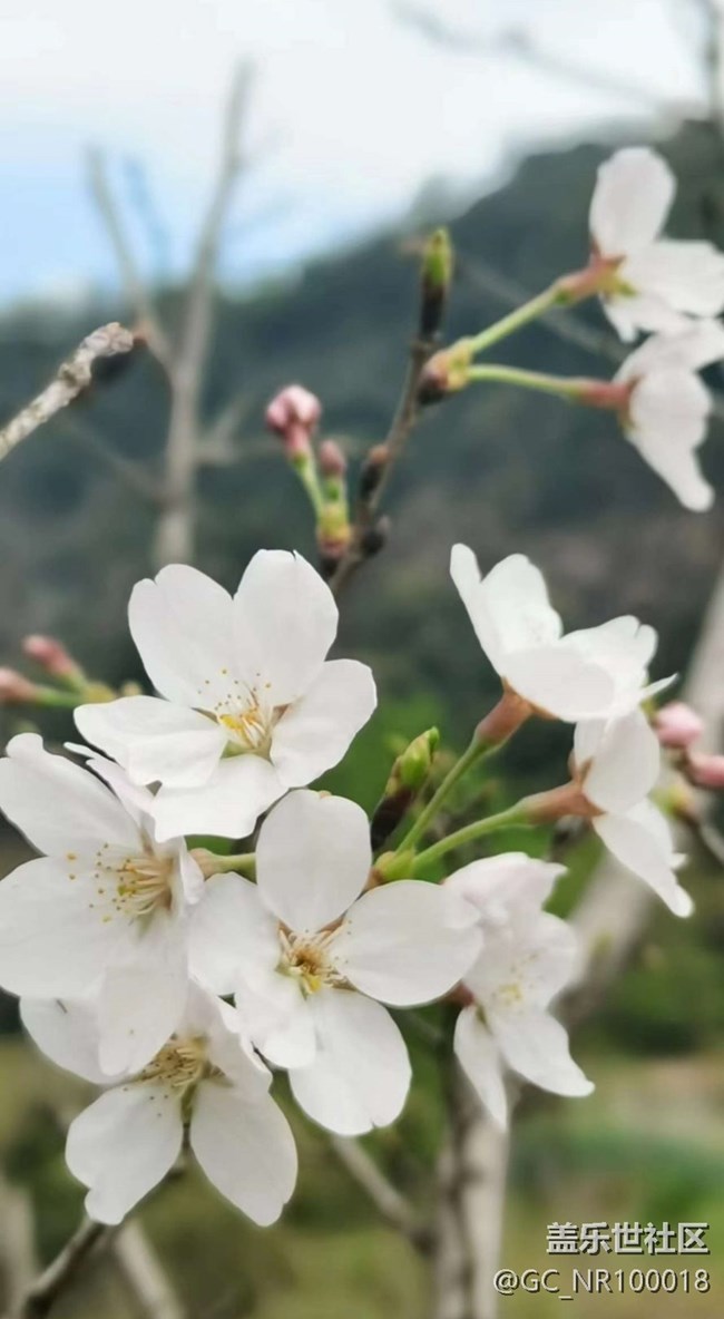 【春日寻花】满园春色