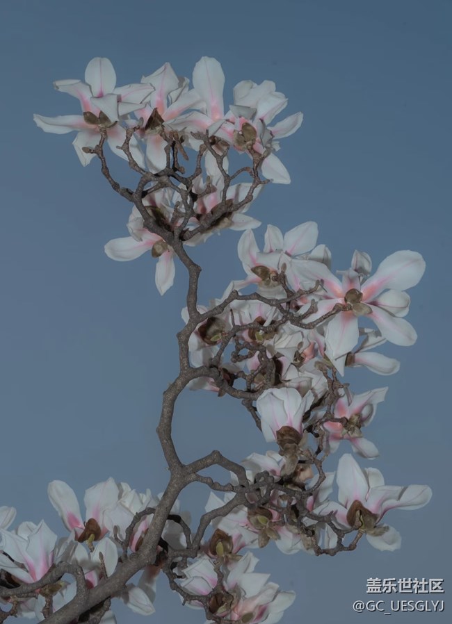 【广州的花花们】+玉兰花下，邂逅春日浪漫