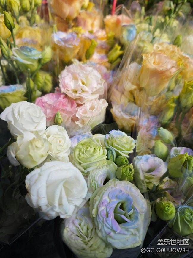 【春日寻花】城南花开