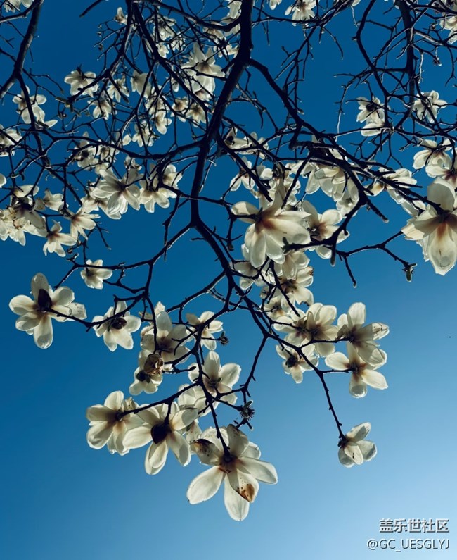 【广州的花花们】+玉兰花下，邂逅春日浪漫