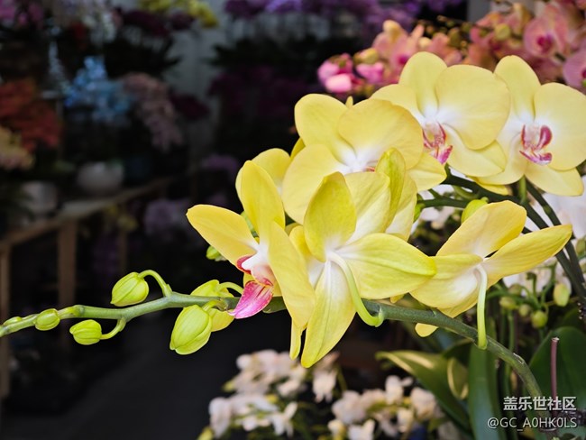 【春日寻花】花之约