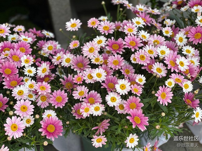 【春日寻花】风车与花海