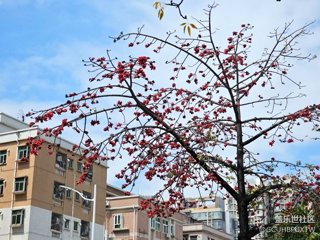 【广州的花花们】木棉花