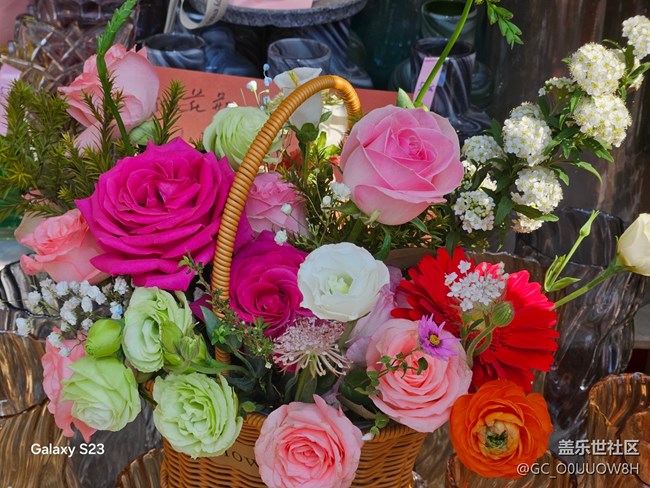 【春日寻花】城南花开