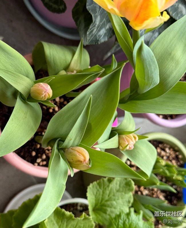 【春花浪漫】+花事日常，悲喜参半