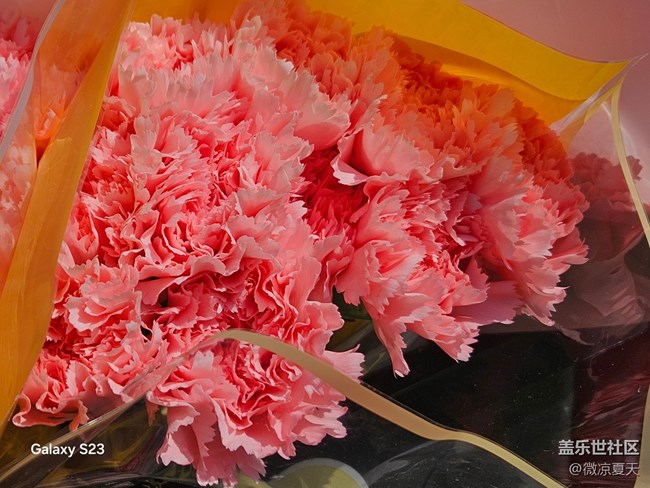 【春日寻花】风车与花海