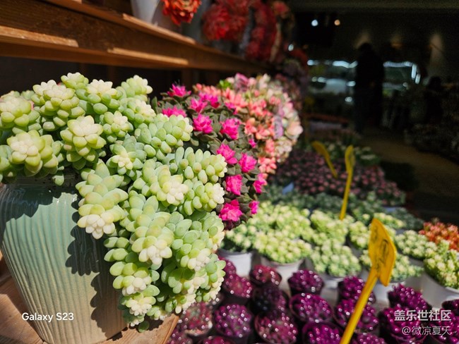 【春日寻花】风车与花海