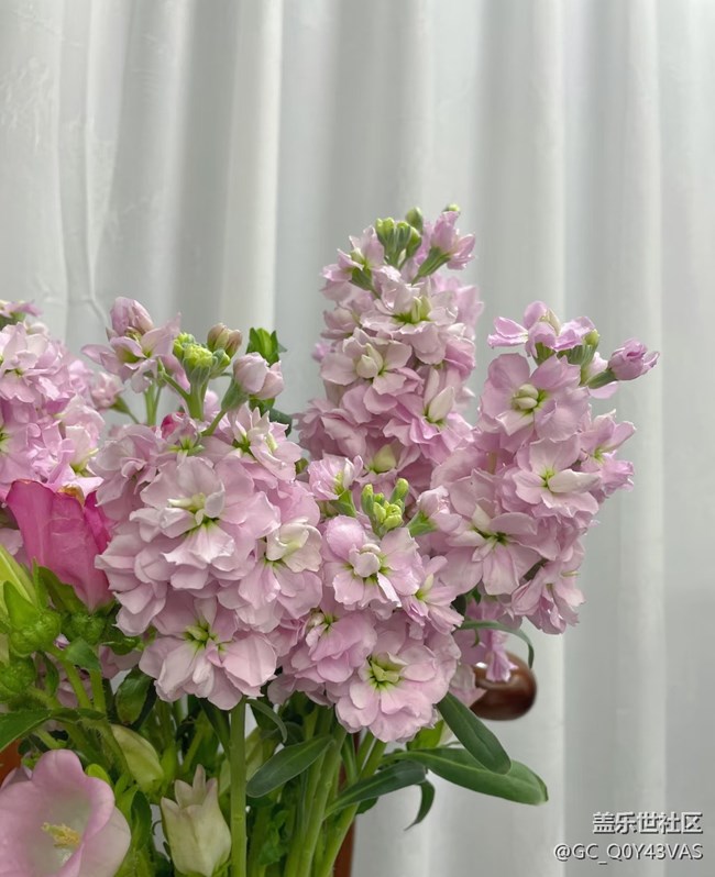 【广州的花花们】花漾生活，浪漫满屋
